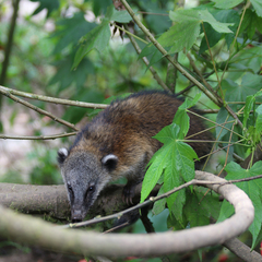 Nasua olivacea