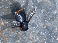 Osca lata