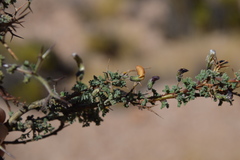 Adesmia spinosissima