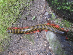 Rhinocricidae