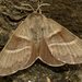 Fox Moth - Photo (c) Ferran Turmo Gort, some rights reserved (CC BY-NC-SA)