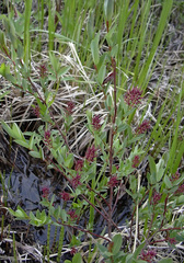 Salix myrtilloides