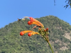 Ipomoea hastigera
