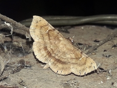 Azeta repugnalis