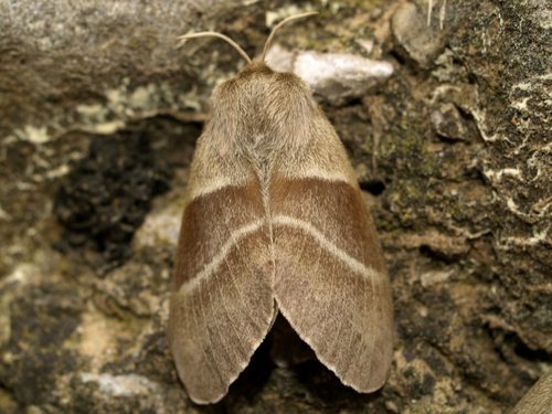 Fox Moth, photo 6 of 8