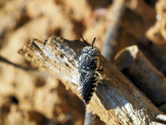 Coelioxys afer