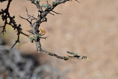 Adesmia spinosissima