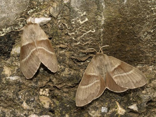 Fox Moth, photo 8 of 8