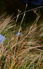 Juncus squarrosus