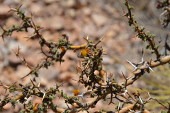 Adesmia spinosissima