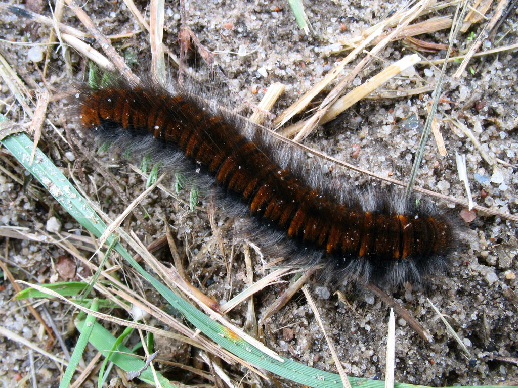 Fox Moth