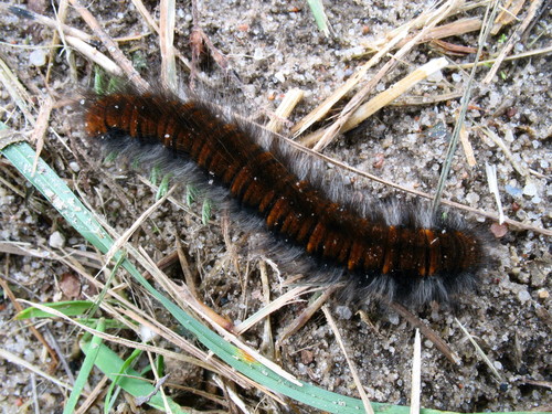 Fox Moth, photo 7 of 8