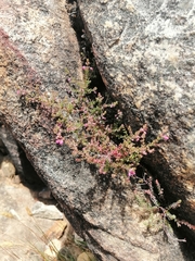 Erica planifolia