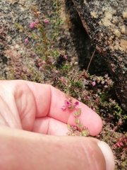 Erica planifolia