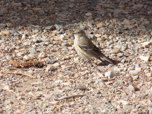 Yellow-rumped Warbler photographed in Colorado