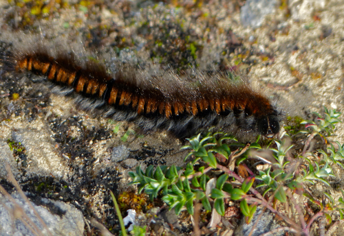 Fox Moth, photo 2 of 8