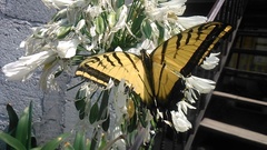 Papilio multicaudata