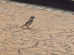 Passer domesticus