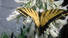 Papilio multicaudata
