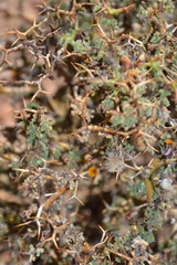Adesmia spinosissima