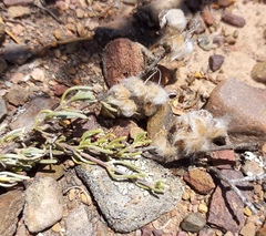 Eriocephalus brevifolius