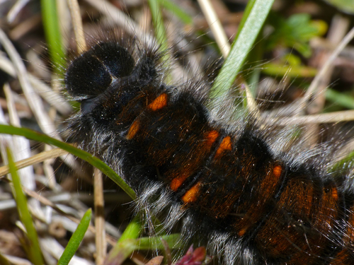 Fox Moth, photo 5 of 8