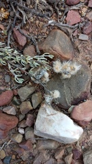 Eriocephalus brevifolius