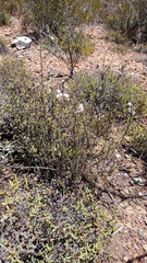 Eriocephalus brevifolius