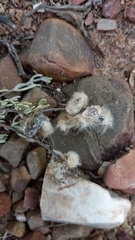 Eriocephalus brevifolius