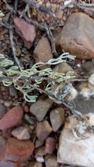 Eriocephalus brevifolius