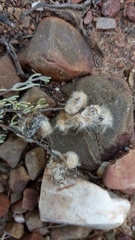 Eriocephalus brevifolius