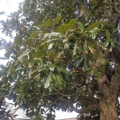 Magnolia grandiflora