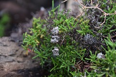 Limonium papillatum