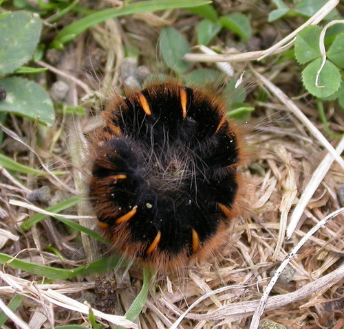 Fox Moth, photo 3 of 8