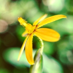 Sisyrinchium commutatum