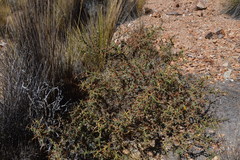 Adesmia spinosissima