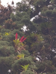 Tillandsia multicaulis
