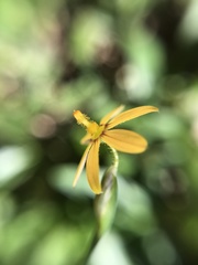 Sisyrinchium commutatum