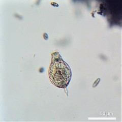 Lecane closterocerca