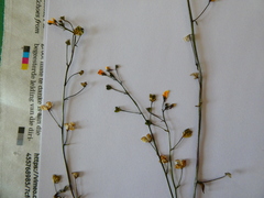 Nemesia gracilis