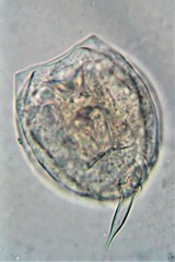 Lecane closterocerca