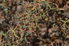 Adesmia spinosissima