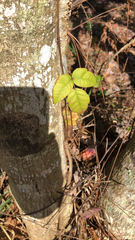 Toxicodendron radicans image