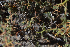 Adesmia spinosissima