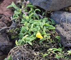 Nanorrhinum urbanii