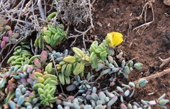 Nanorrhinum urbanii