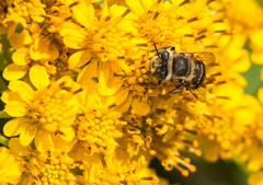 Anthophora squammulosa