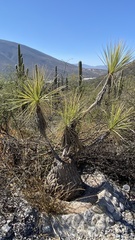 Beaucarnea
