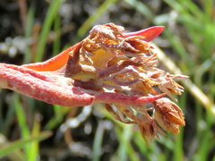 Cotyledon orbiculata oblonga
