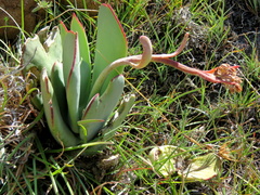 Cotyledon orbiculata oblonga